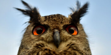 The Rise of Eyes Began With Just One