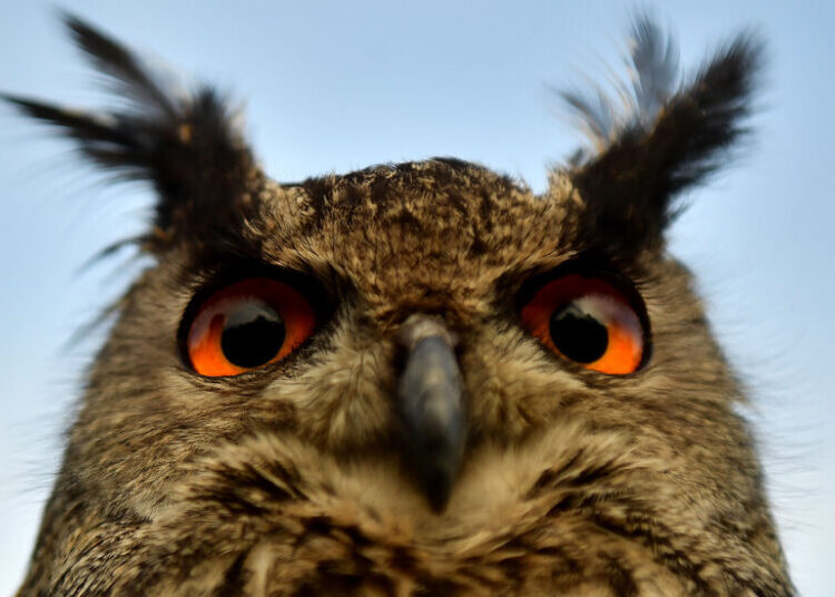 The Rise of Eyes Began With Just One