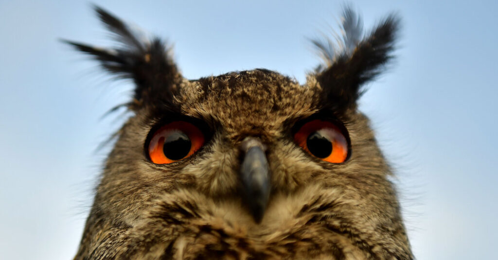 The Rise of Eyes Began With Just One