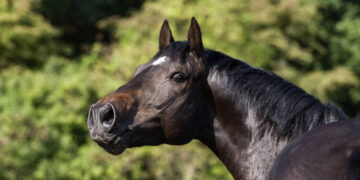 How a Horse Whinnies: With a Whistle and a Song