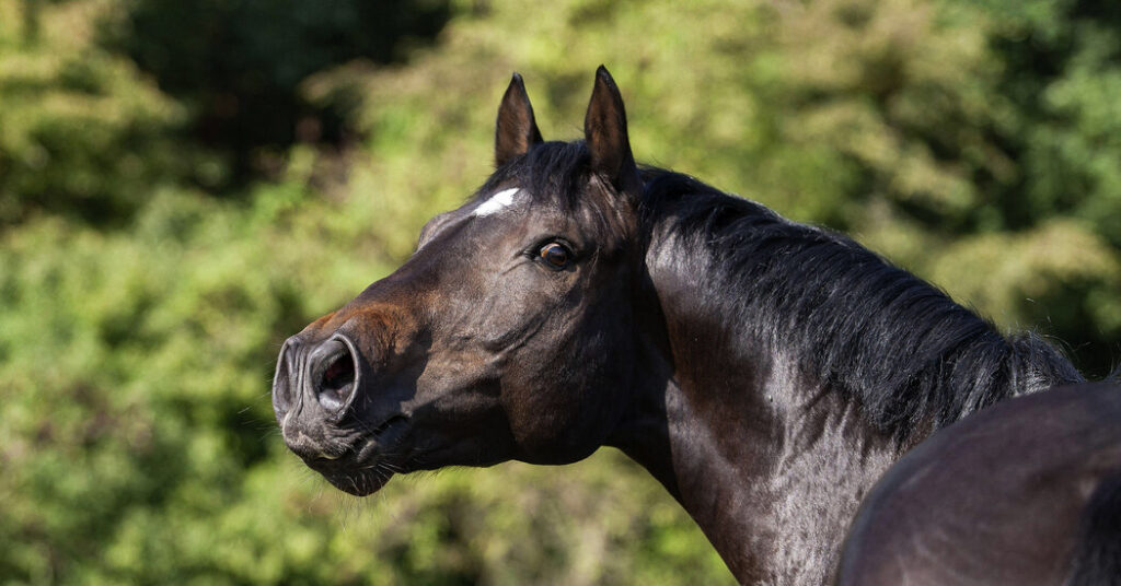 How a Horse Whinnies: With a Whistle and a Song