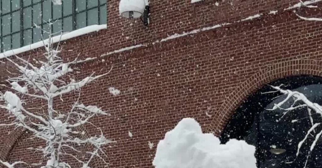 Scenes From New York City’s First Real Snow Day in Years