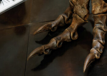 T. Rex Ran on Its Tiptoes ‘Like an 8-Ton Chicken’