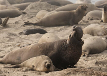 Bird Flu Strikes California Elephant Seals for the First Time