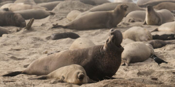 Bird Flu Strikes California Elephant Seals for the First Time