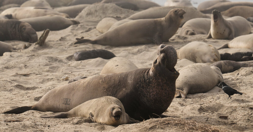 Bird Flu Strikes California Elephant Seals for the First Time