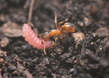 The Password That Lets Caterpillars Hide in an Ant’s Lair