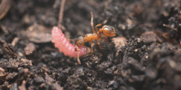 The Password That Lets Caterpillars Hide in an Ant’s Lair