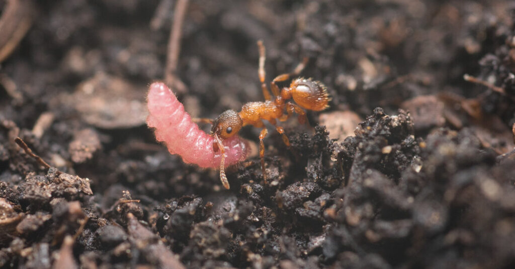 The Password That Lets Caterpillars Hide in an Ant’s Lair