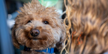 Dog Abandoned at Las Vegas Airport Adopted by Responding Police Officer