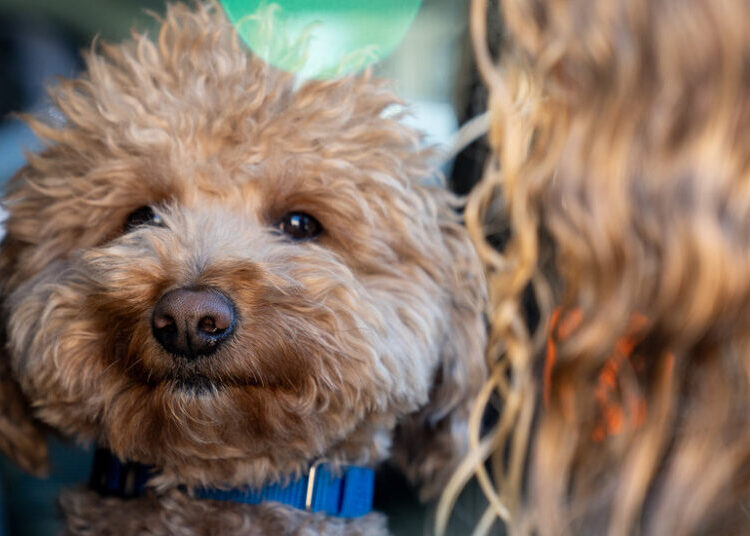 Dog Abandoned at Las Vegas Airport Adopted by Responding Police Officer