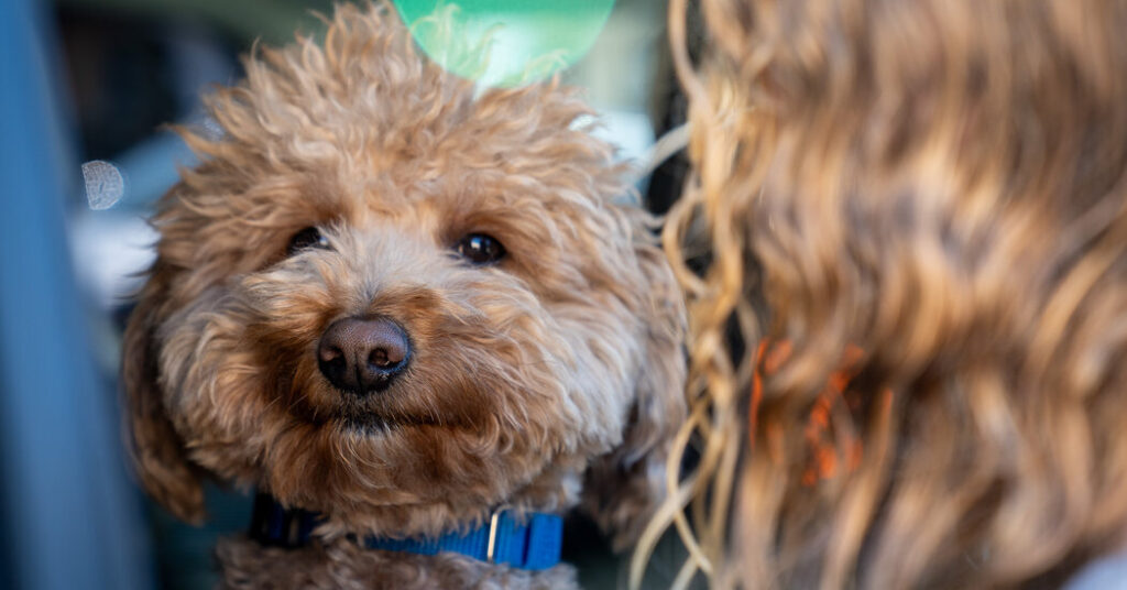 Dog Abandoned at Las Vegas Airport Adopted by Responding Police Officer