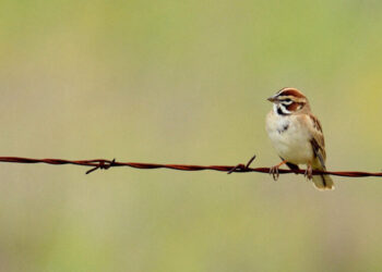Birds Aren’t Just Declining. They’re Declining Faster, a New Study Finds.