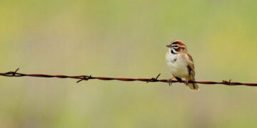 Birds Aren’t Just Declining. They’re Declining Faster, a New Study Finds.