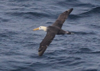 Rare Albatross Coasts Above California Waters Far From Home