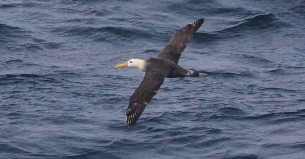 Rare Albatross Coasts Above California Waters Far From Home