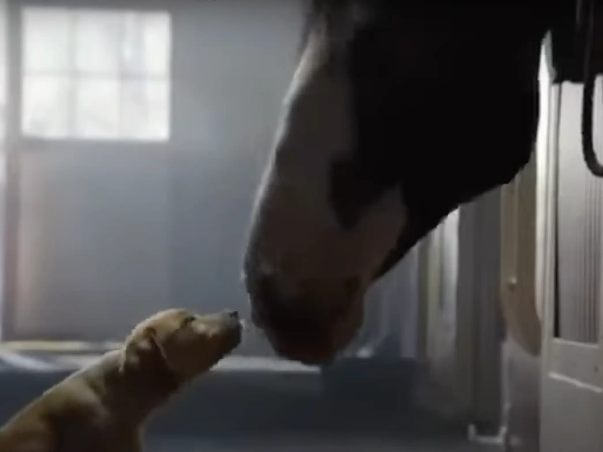 A puppy and a horse lean toward each other.