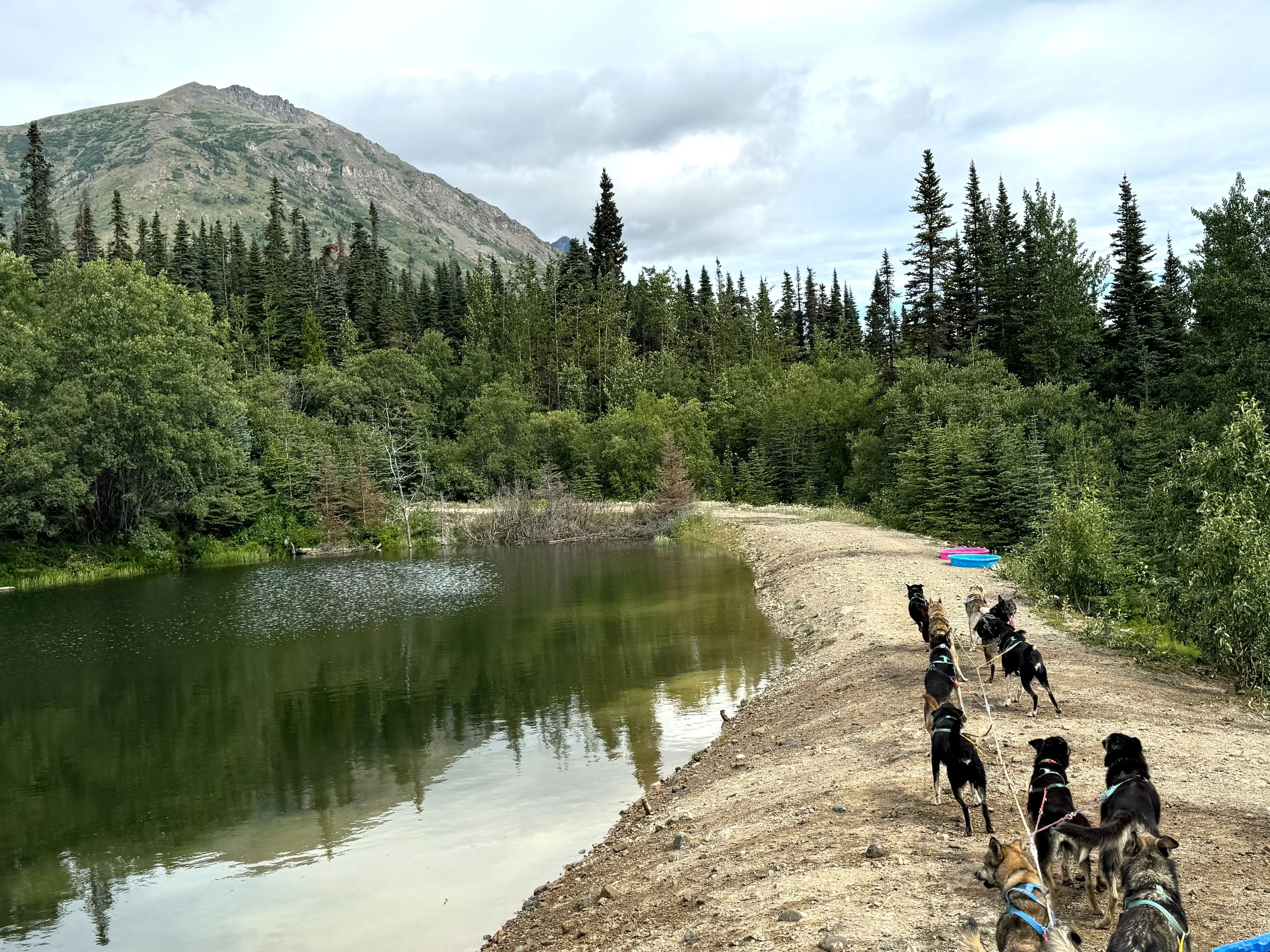 Sled dogs run on a path around a lake, with tall trees and mountains in the background.