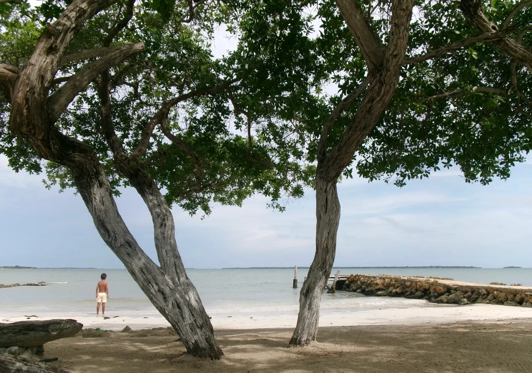 A beach at Barú Island in Colombia, with a giant tree.
