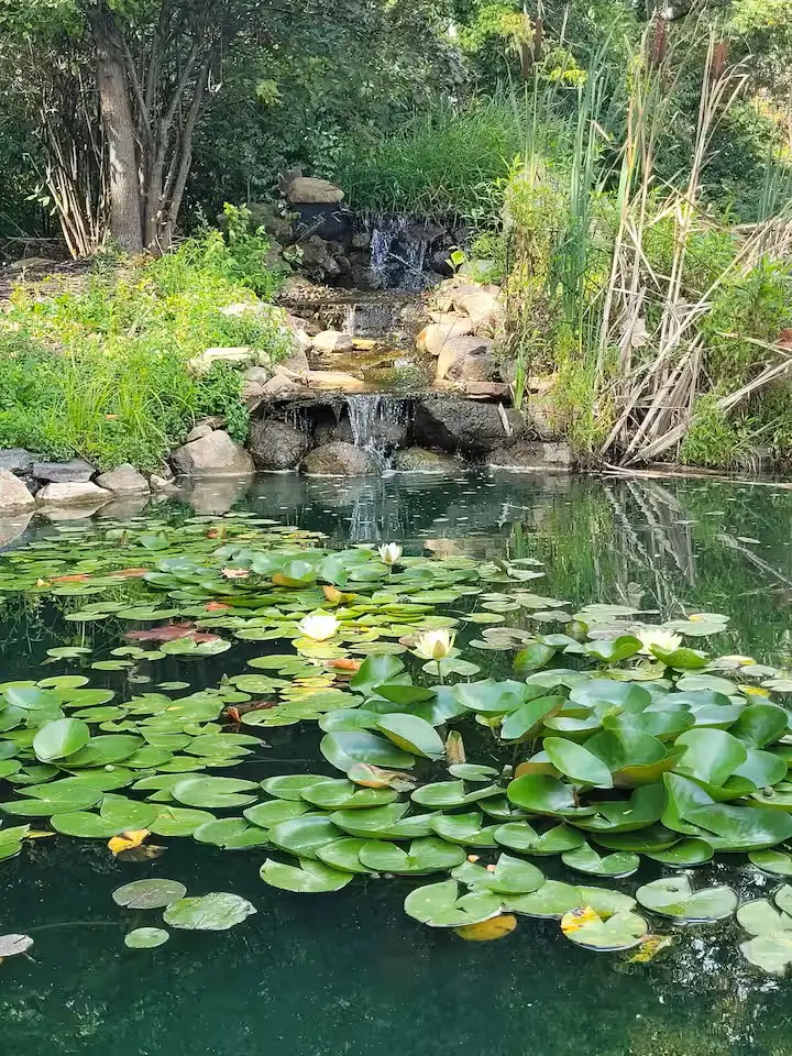 A koi pond.