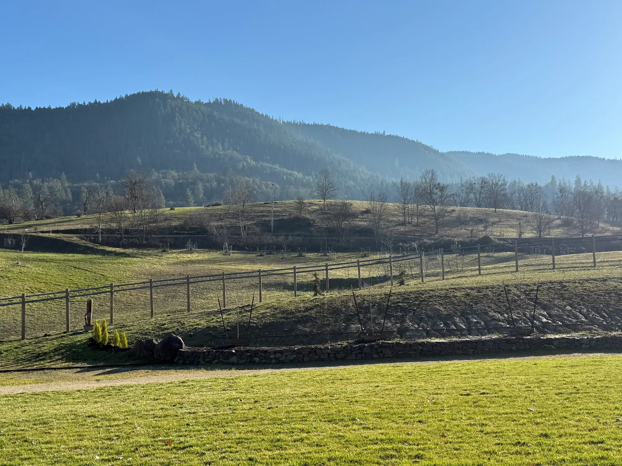A backyard with views of a tree-covered mountain.