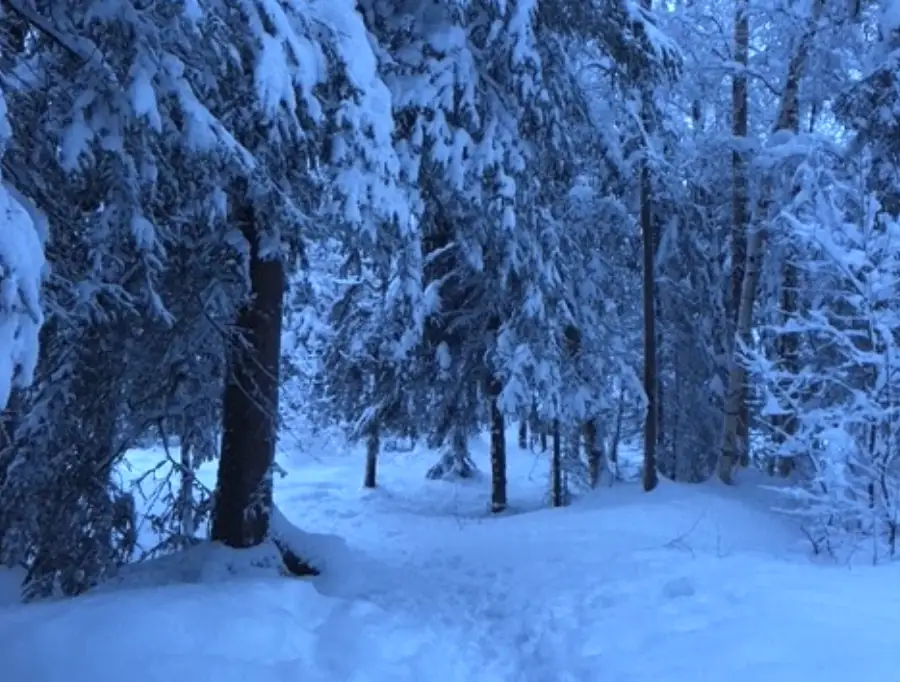 Snow-covered trees in the Alaskan wilderness.