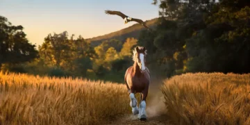 The Safer Bowl: With tensions running high, Super Bowl advertisers avoid politics and play for laughs