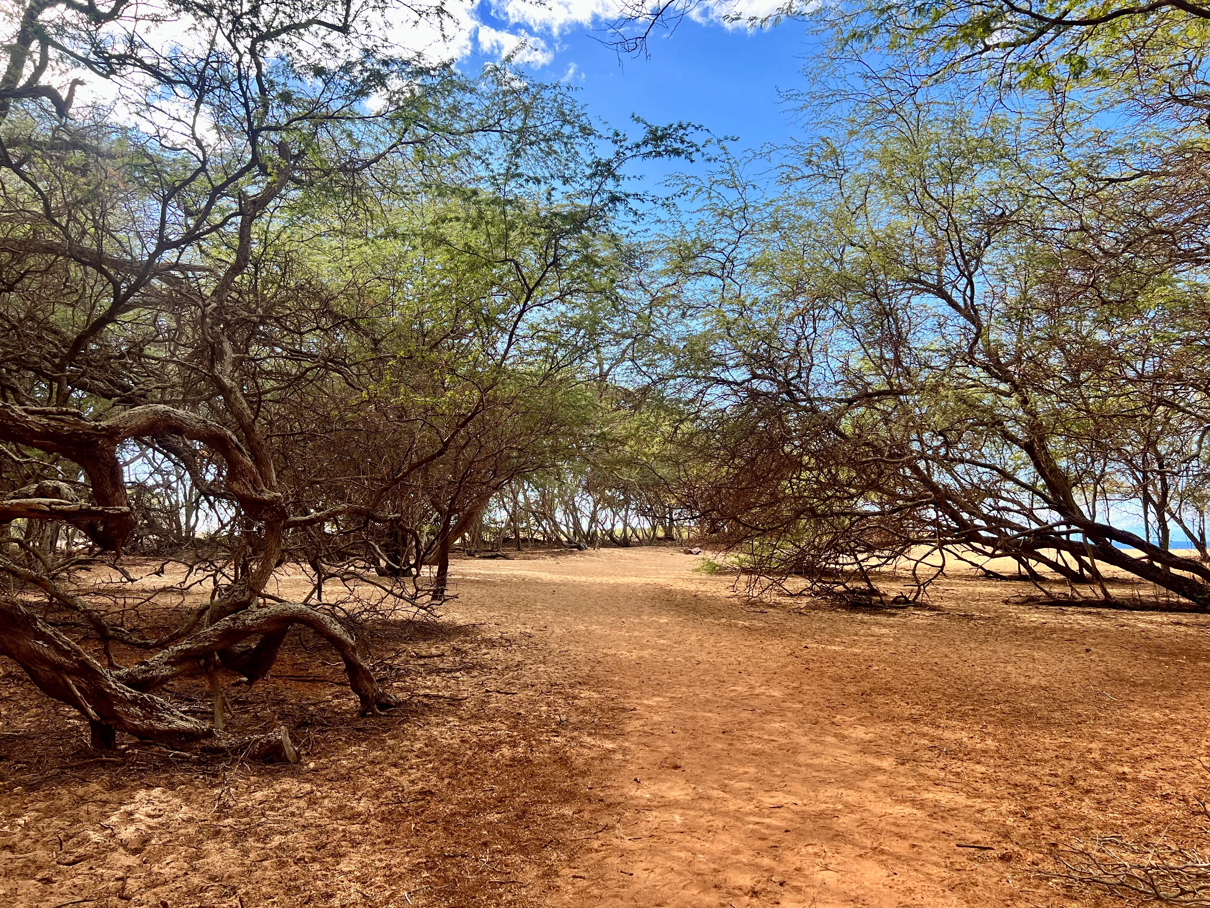 Trees in field of dirt in Hawaii