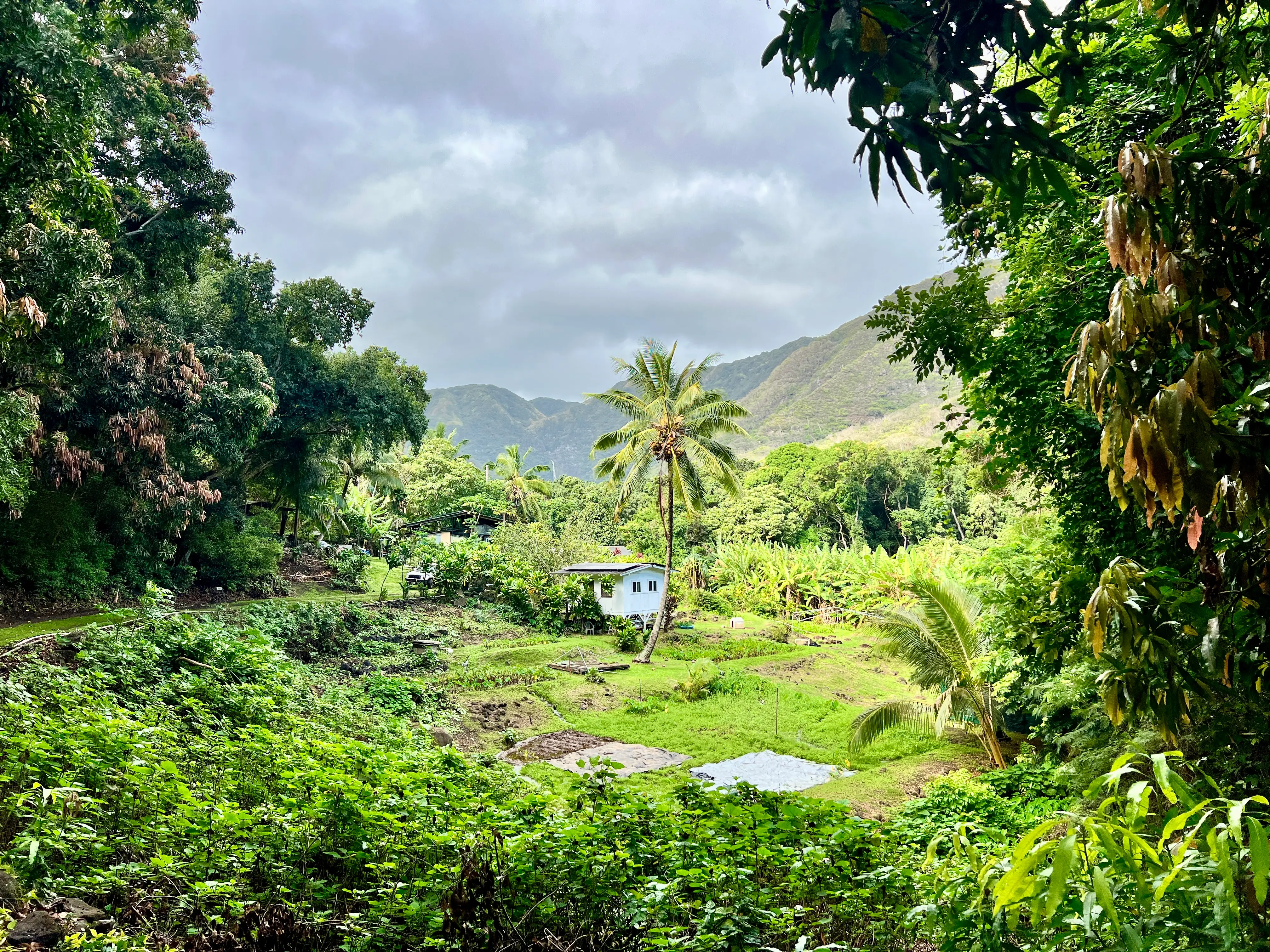 Lush area in Molokai covered in greenery, surrounded by trees and hills