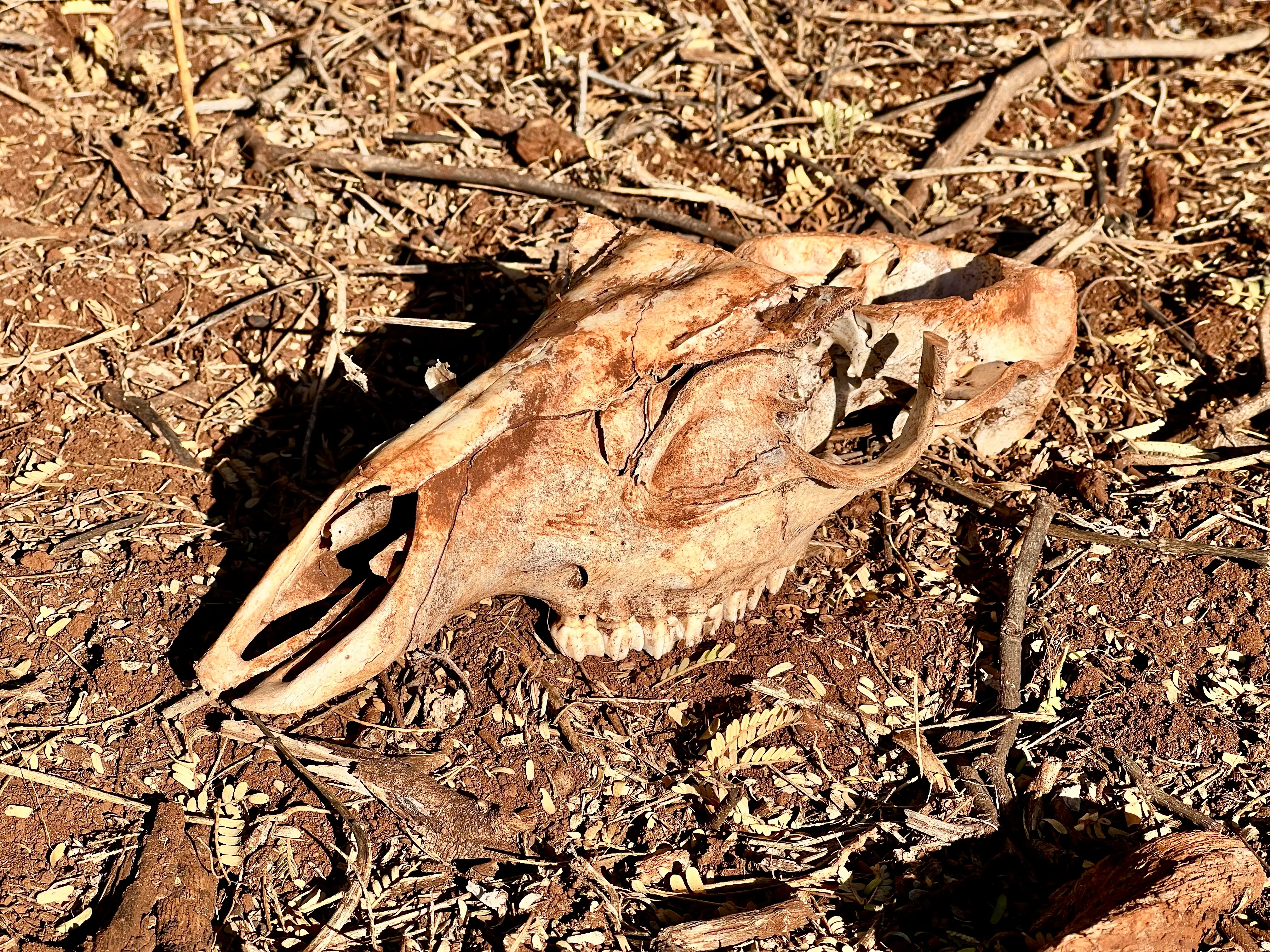 Animal skeleton in dirt