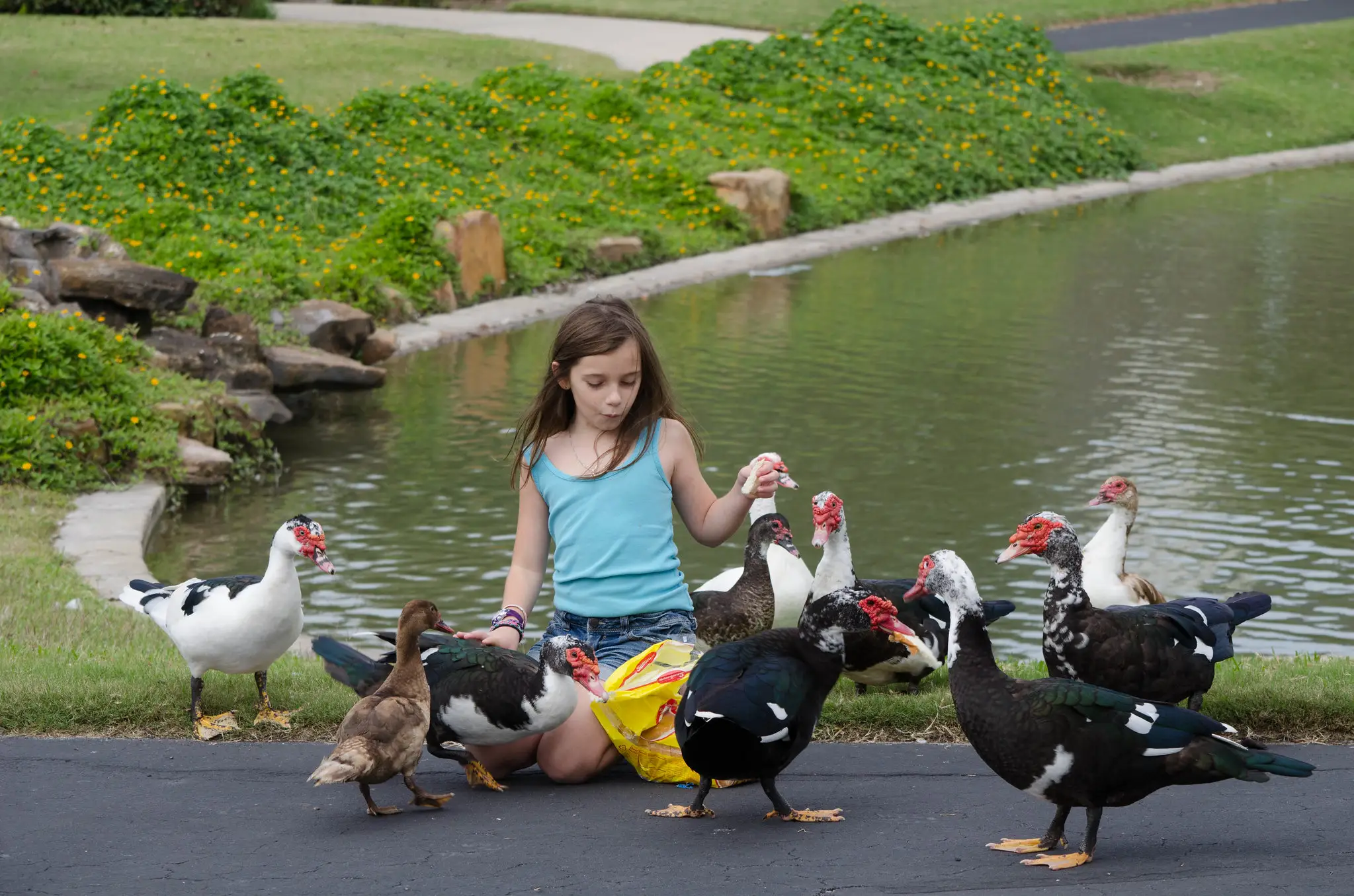 Kid feeding chickens in front of body of water