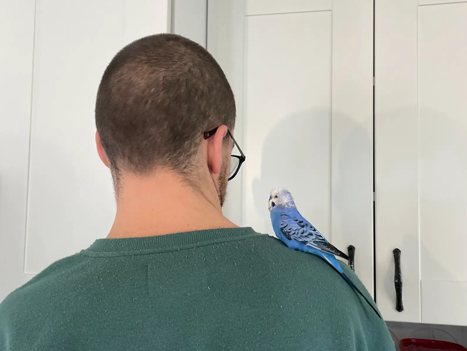 The writer's husband with a blue bird on his shoulder.
