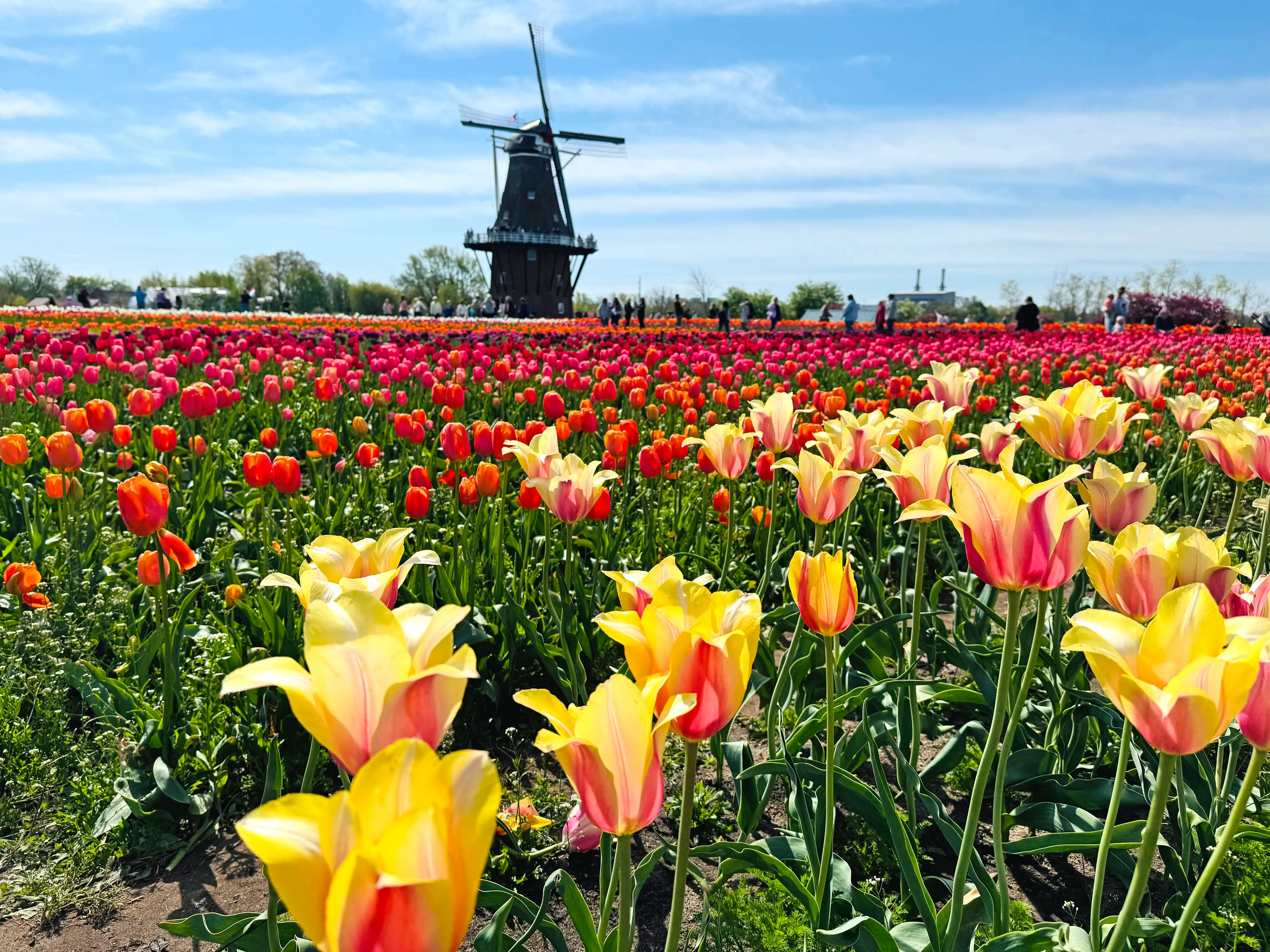 A tulip farm with a windmill in the background.