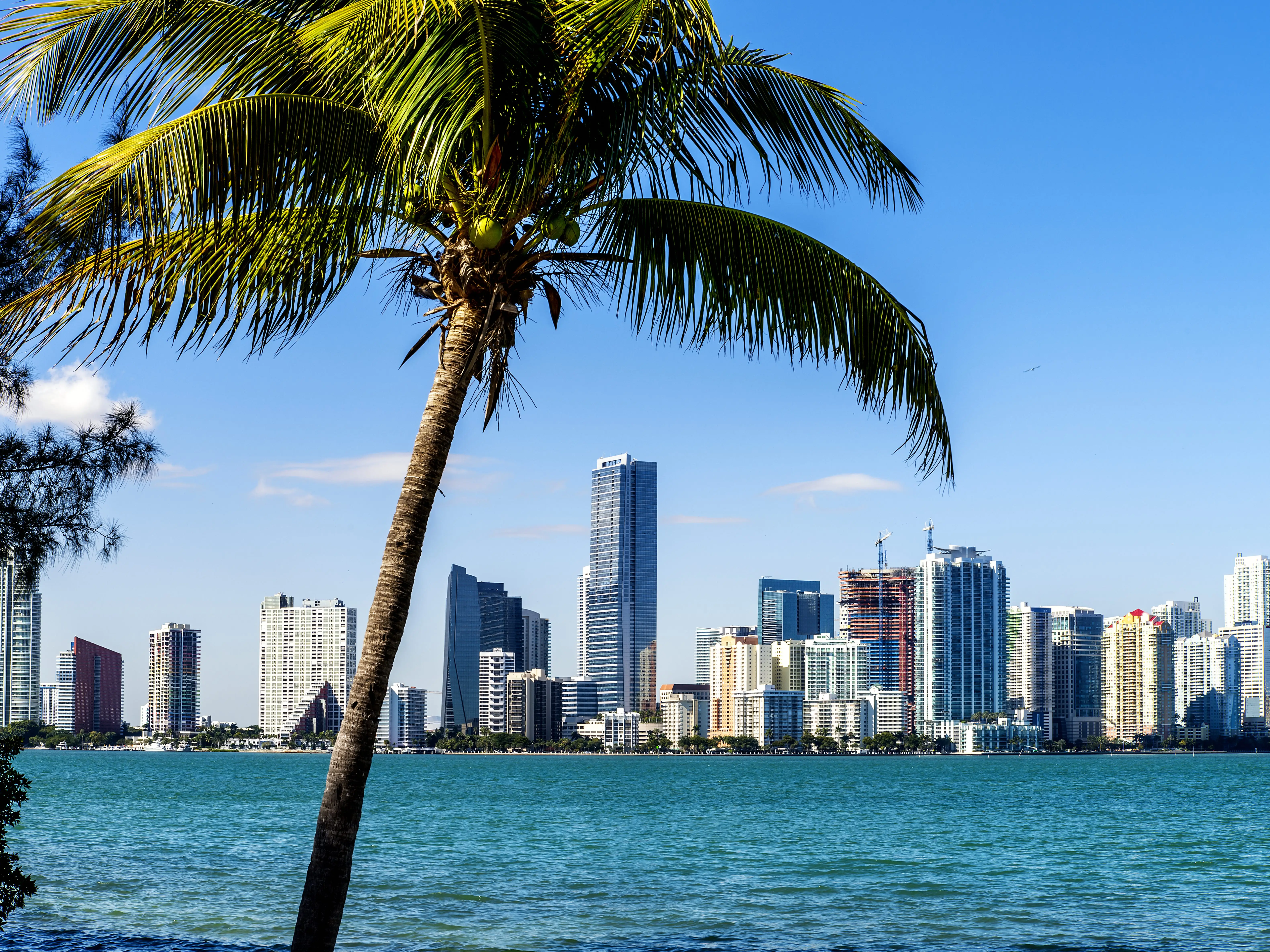 A palm tree in front of the skyline of Miami, Florida.
