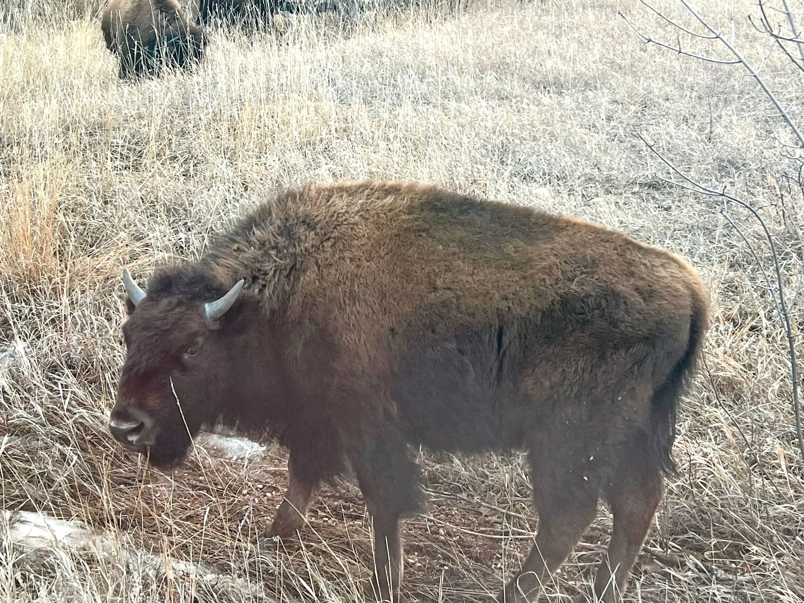 A bison in a field.
