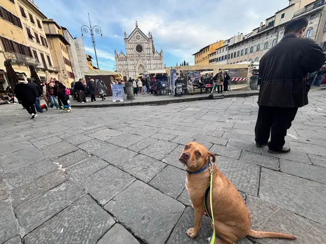 Dog on leash near market in Italy