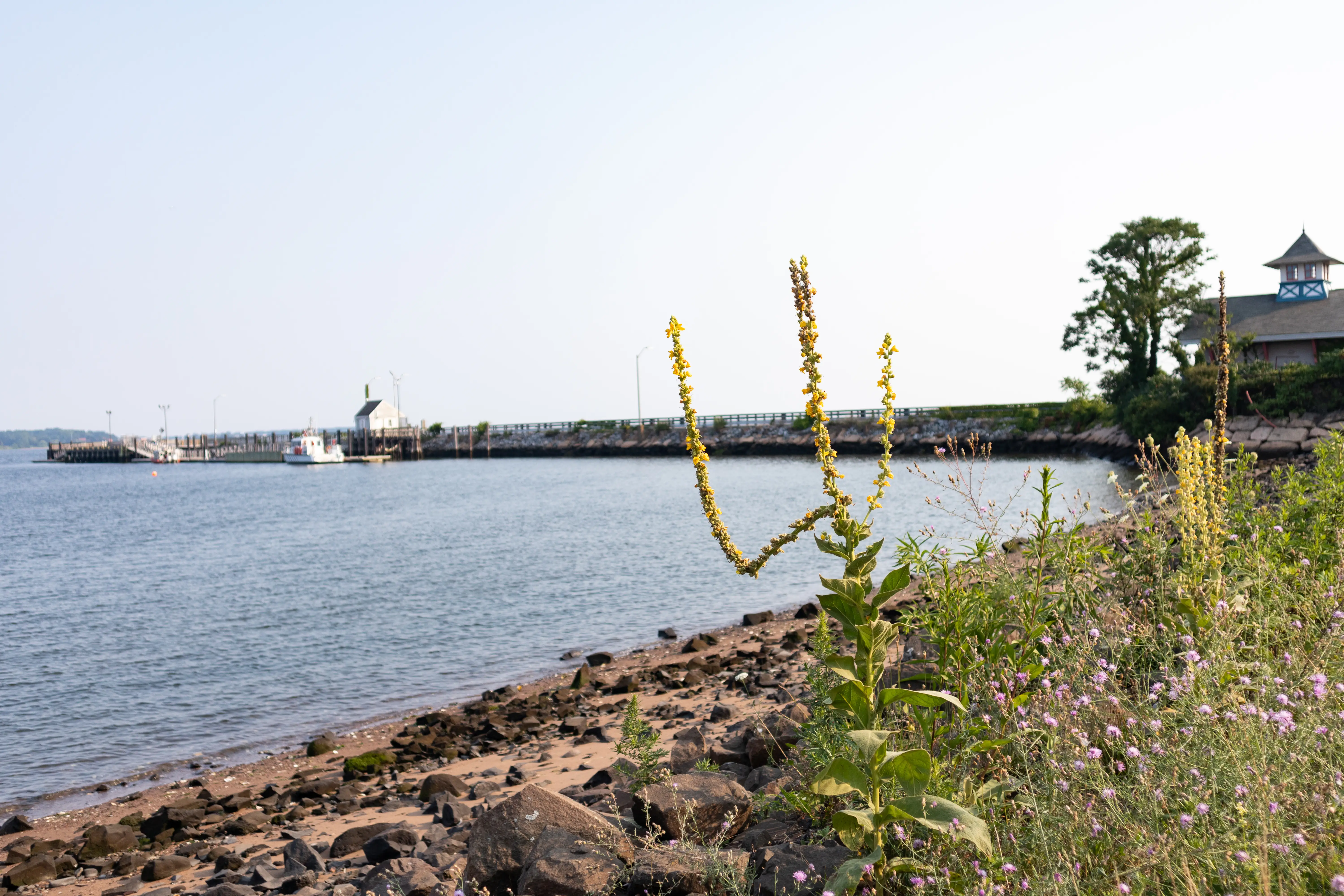 New Haven Harbor at Long Wharf Park in New Haven Connecticut during the summer