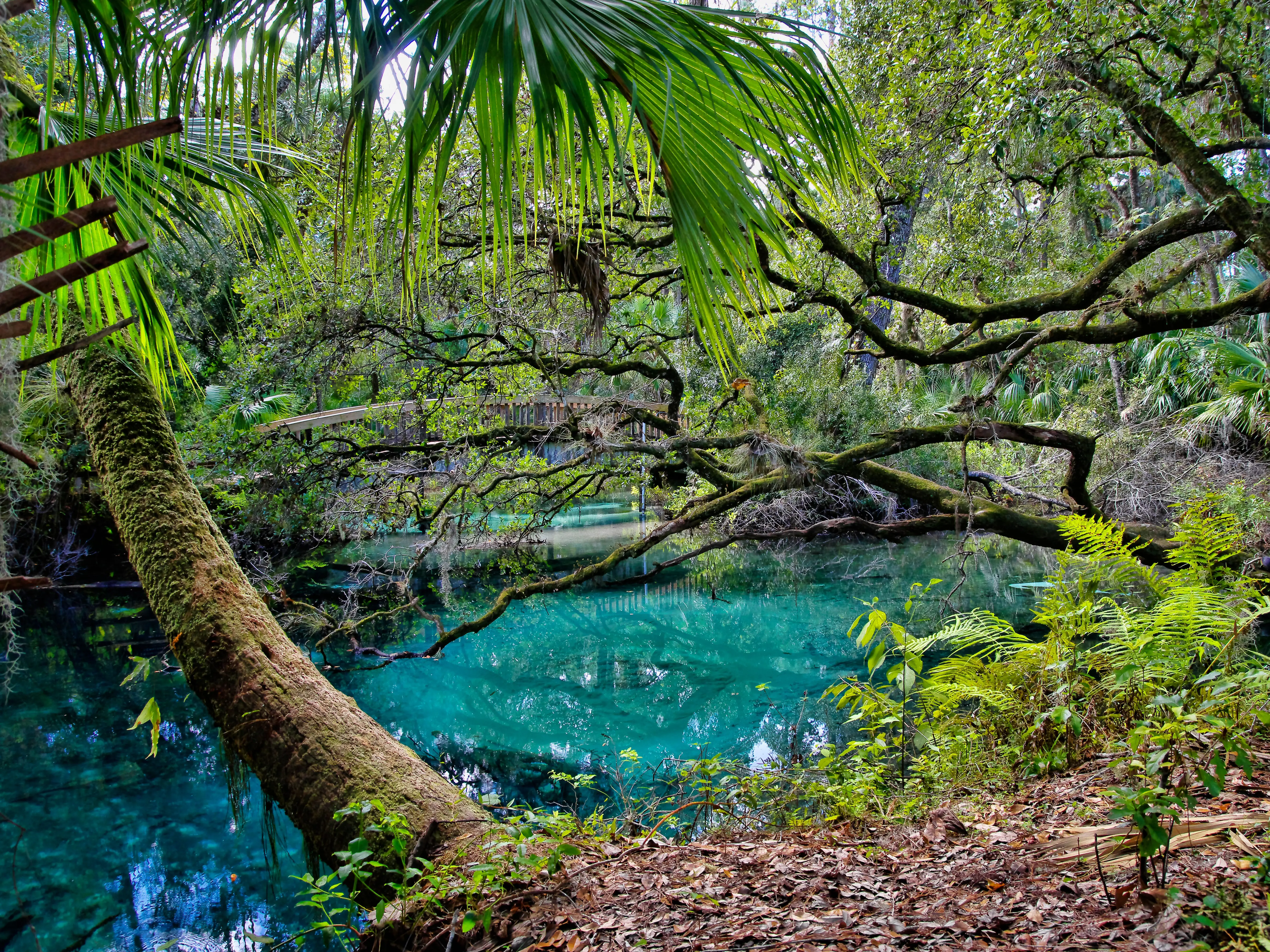 An arched wooden footbridge over the blue and emerald pools set amidst quiet and serene rich and lush tropical vegetation. Juniper Springs Florida. USA