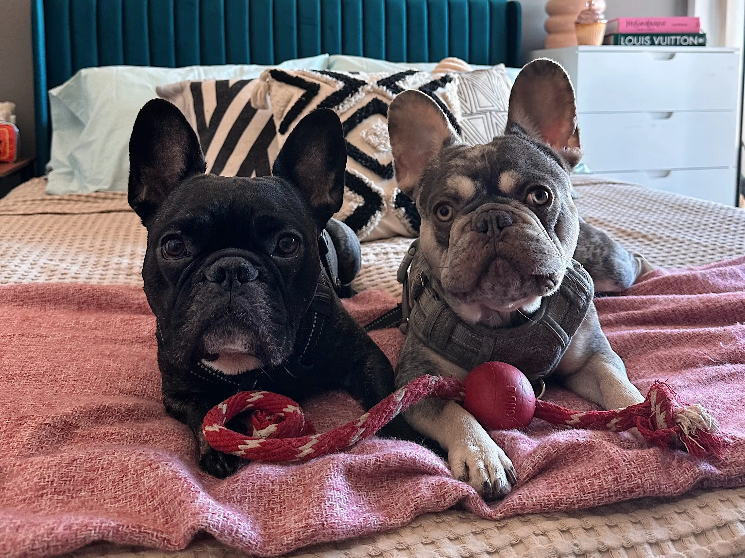 French bulldogs on bed