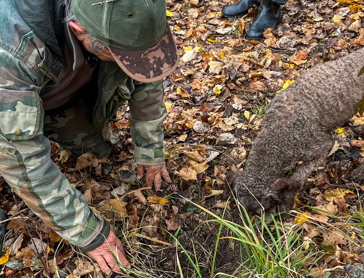 A truffle hunter and truffle-hunting dog digging for truffles in Savigno.