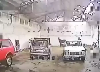 A Ukrainian drone pilot found a hidden Russian arsenal, only to discover it was filled with horses and old cars