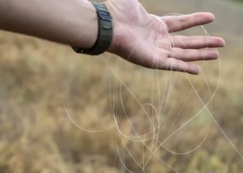 Ukrainian soldiers armed with scissors say they cut any fiber-optic drone cable they see — even if it might be their own