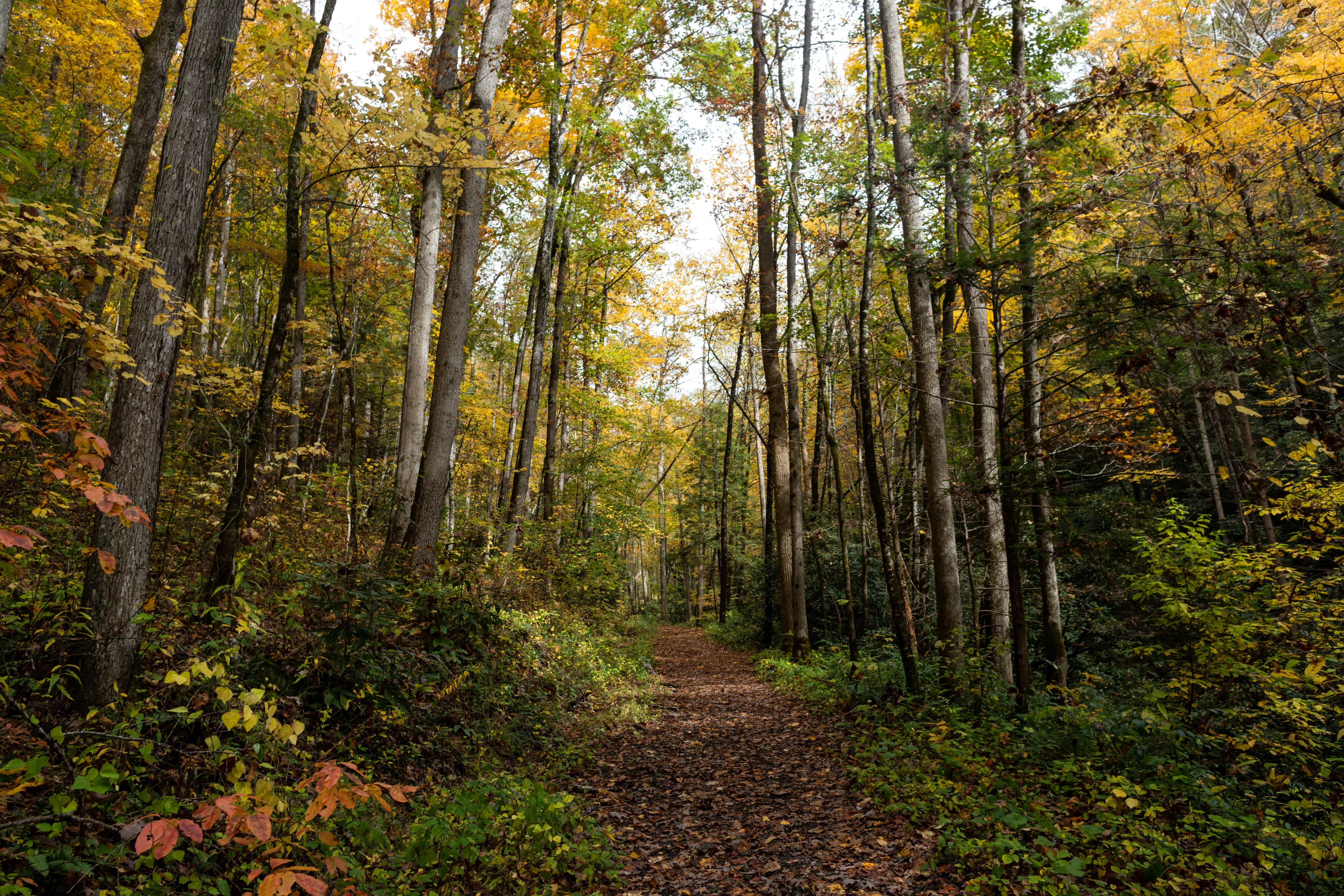 An autumn hike in Bryson City, North Carolina.