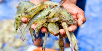 From Gujarat to the Gulf: the shrimp industry’s tariff whiplash