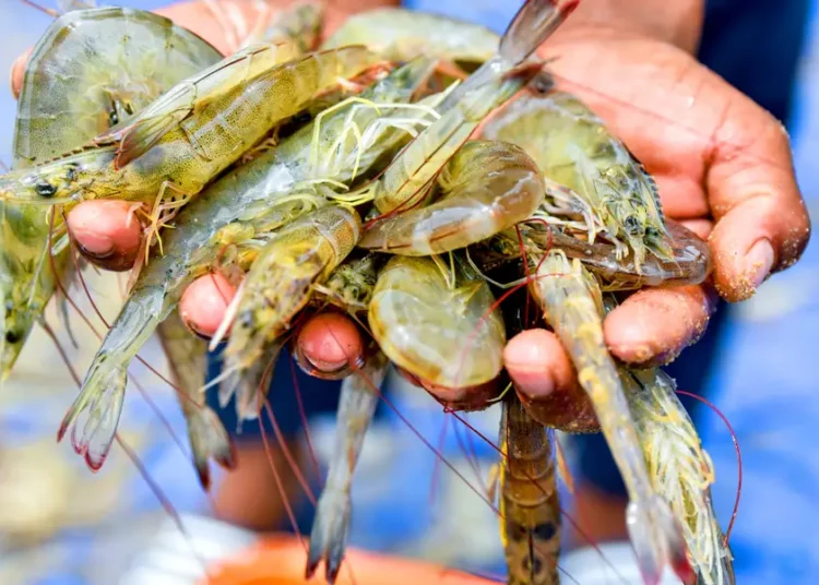 From Gujarat to the Gulf: the shrimp industry’s tariff whiplash