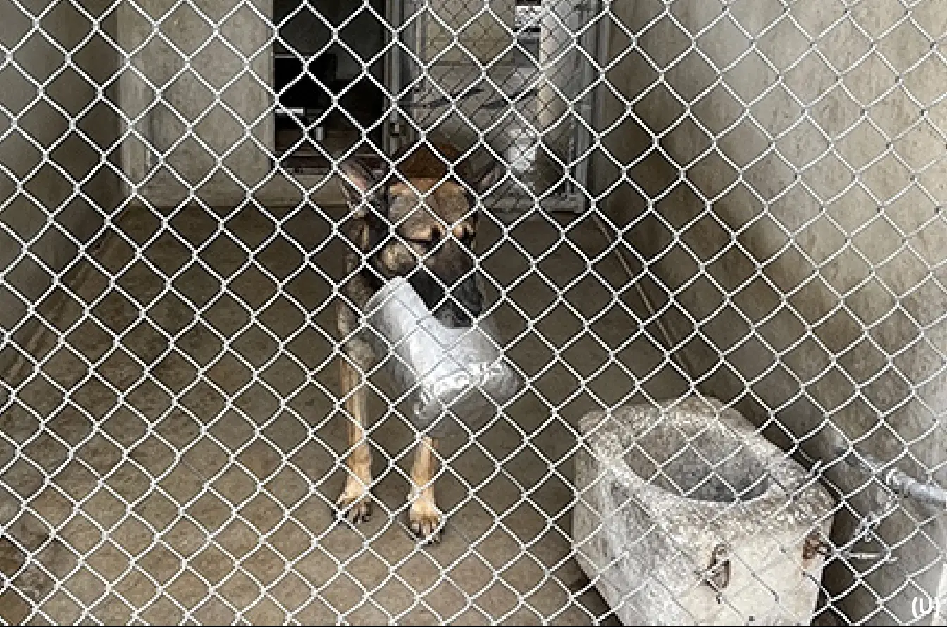 A photo of a 341 TRS military working dog and its living conditions, included in the Pentagon IG report.