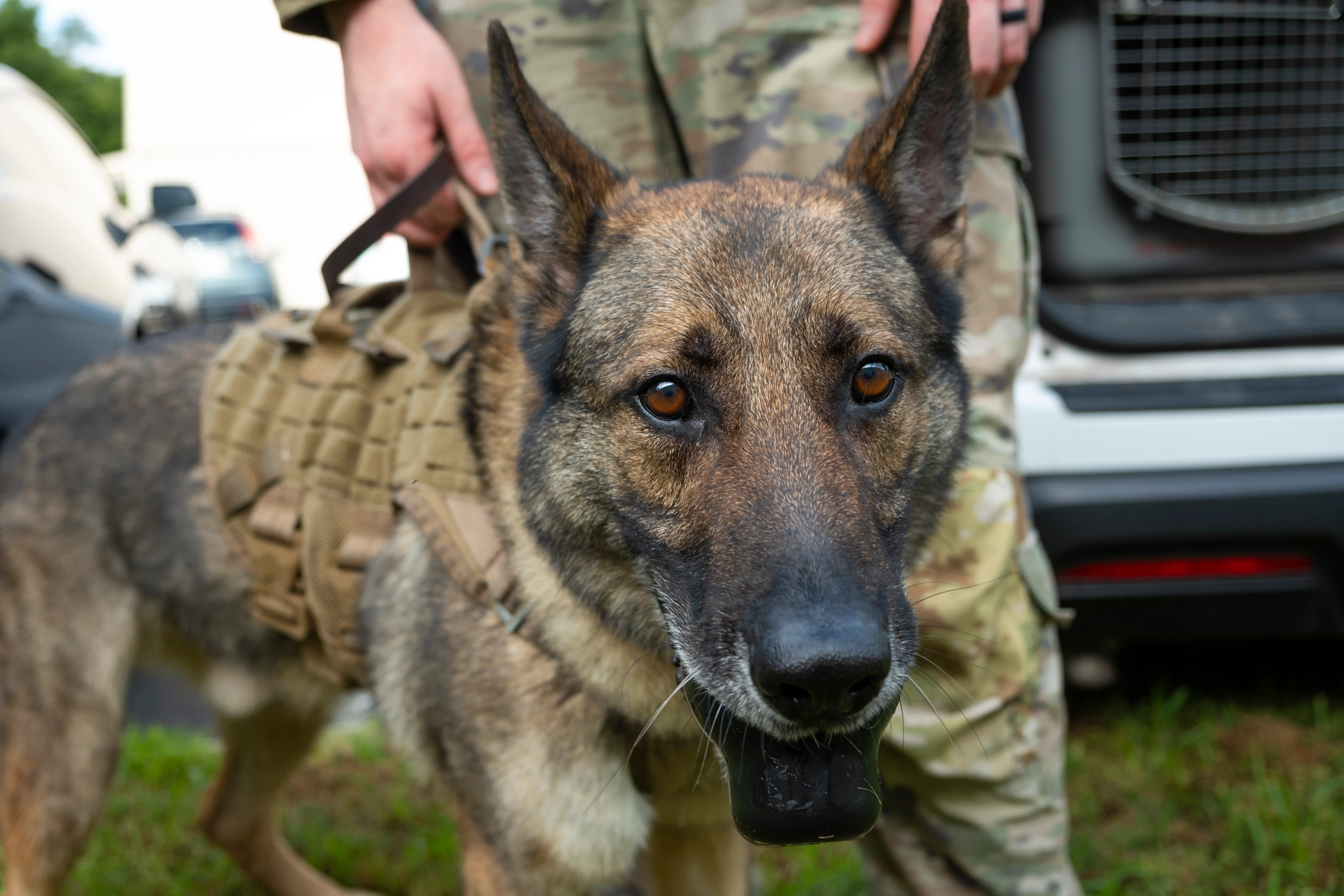 US military working dog