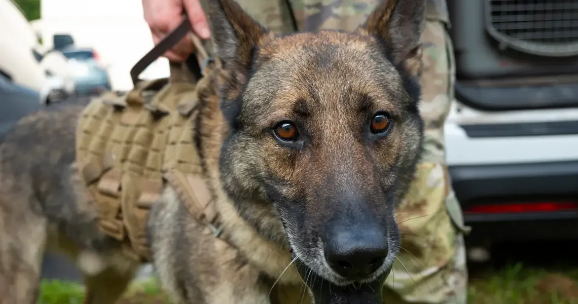 US military dogs died in poor kennel conditions as others fell ill, Pentagon watchdog says