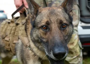 US military dogs died in poor kennel conditions as others fell ill, Pentagon watchdog says