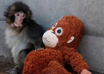 This Ikea plushie is swinging off the shelves because of Punch the sad viral TikTok monkey